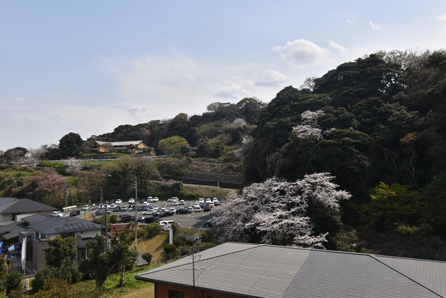 桜の季節になると、このように綺麗に満開に綺麗に咲きます。