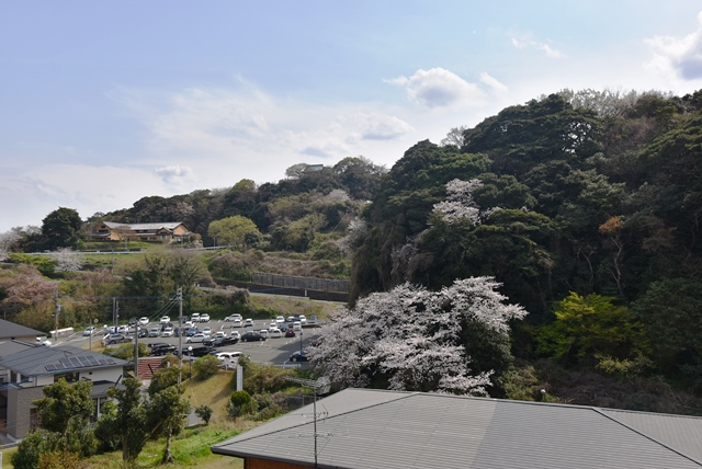 桜が満開の季節になりますと、バルコニーからは、このように見えます。